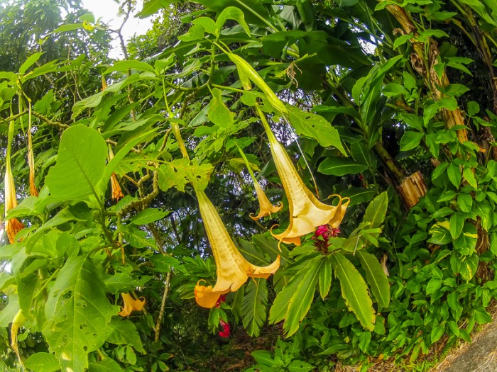 DCIM100GOPRO